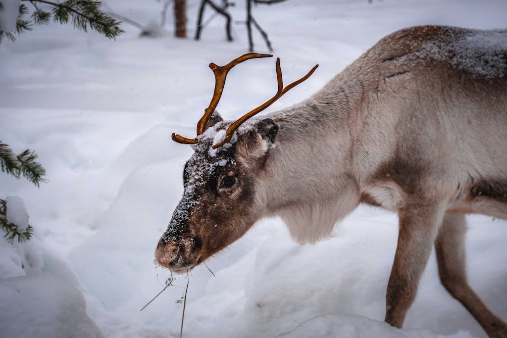 Lapland Weather in April: Best 2024 Travel Guide